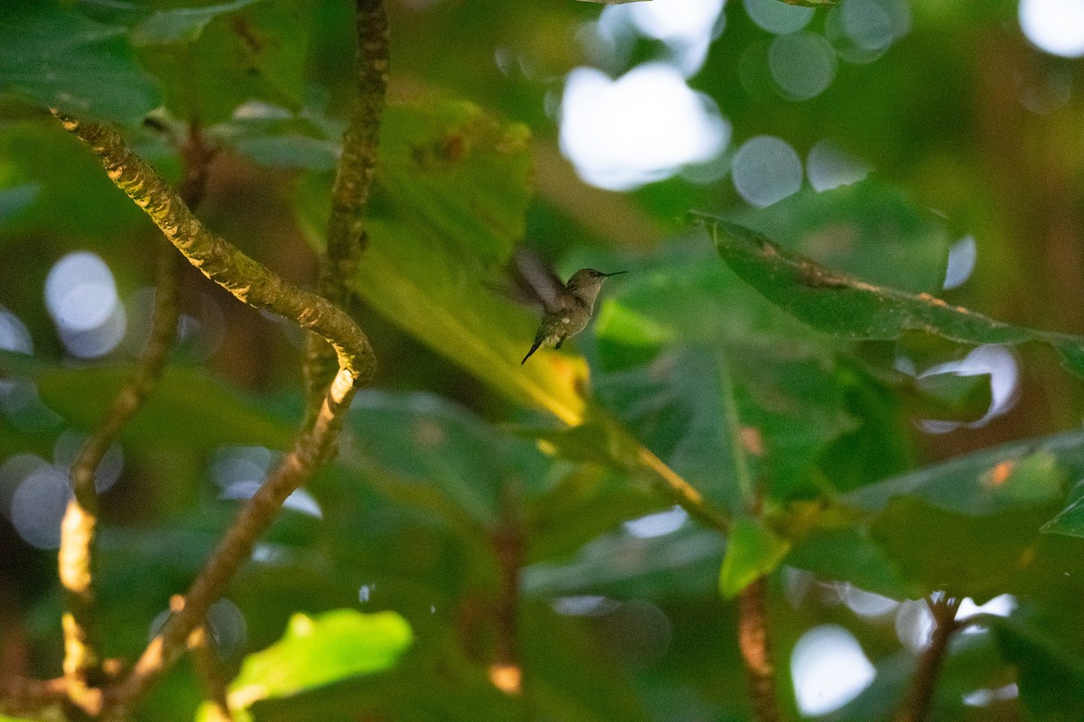 Colibrí Zumbadorcito - ML637462406