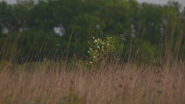 Willow Flycatcher - ML637462445