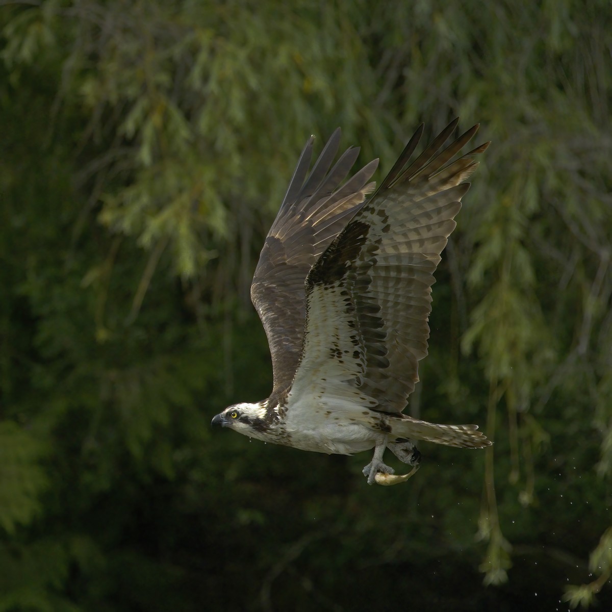 魚鷹 - ML637462446