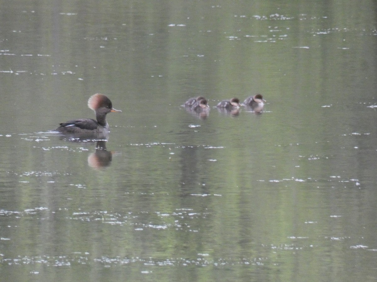 Hooded Merganser - ML637462484