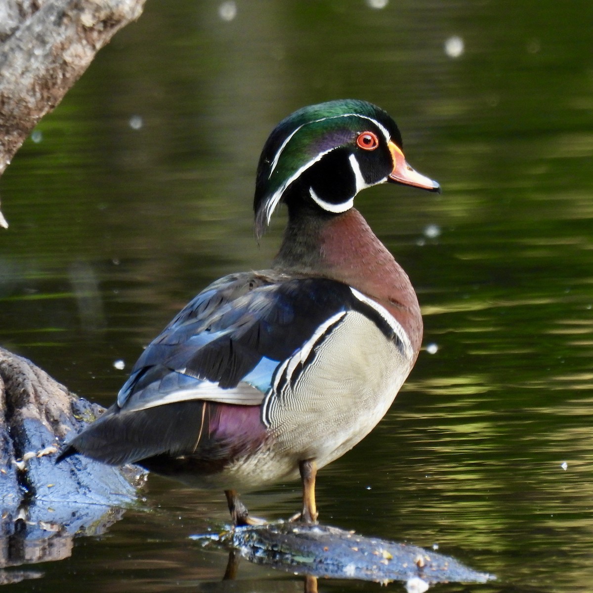 Wood Duck - ML637462488