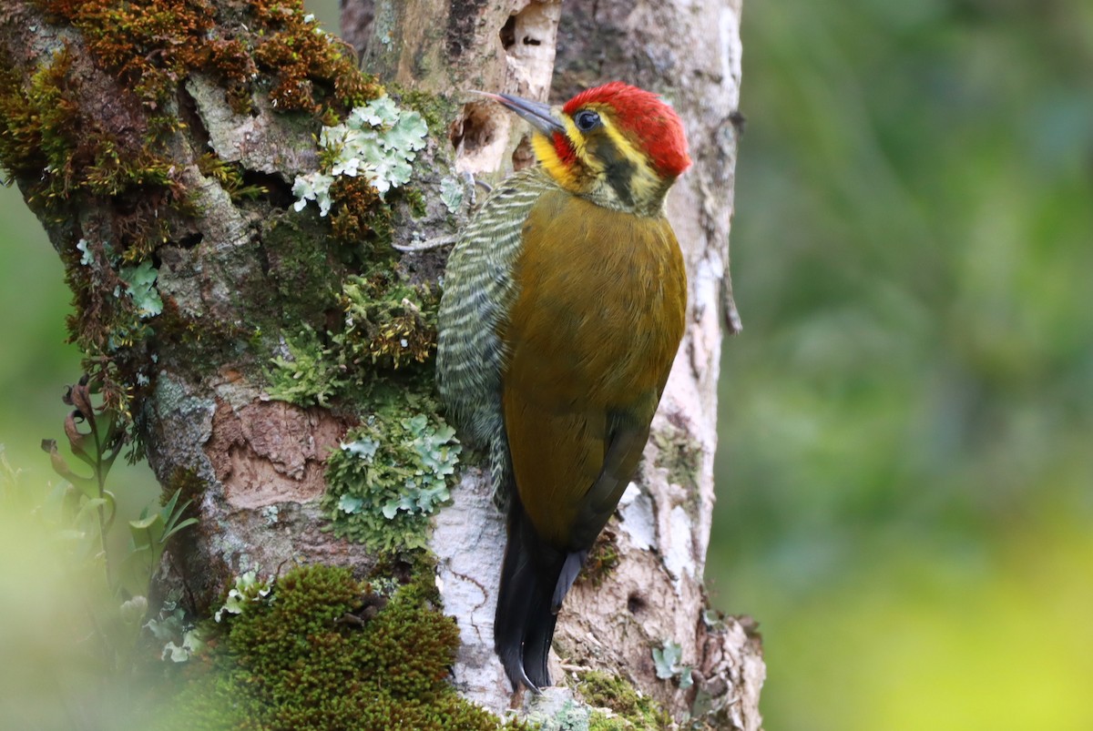 White-browed Woodpecker - ML637462636