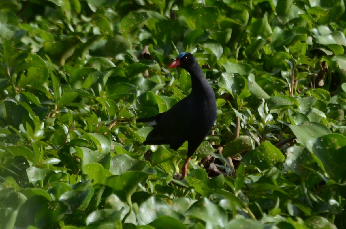 Allen's Gallinule - ML637462660