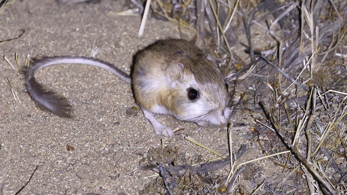 Panamint Kangaroo Rat - ML637462759
