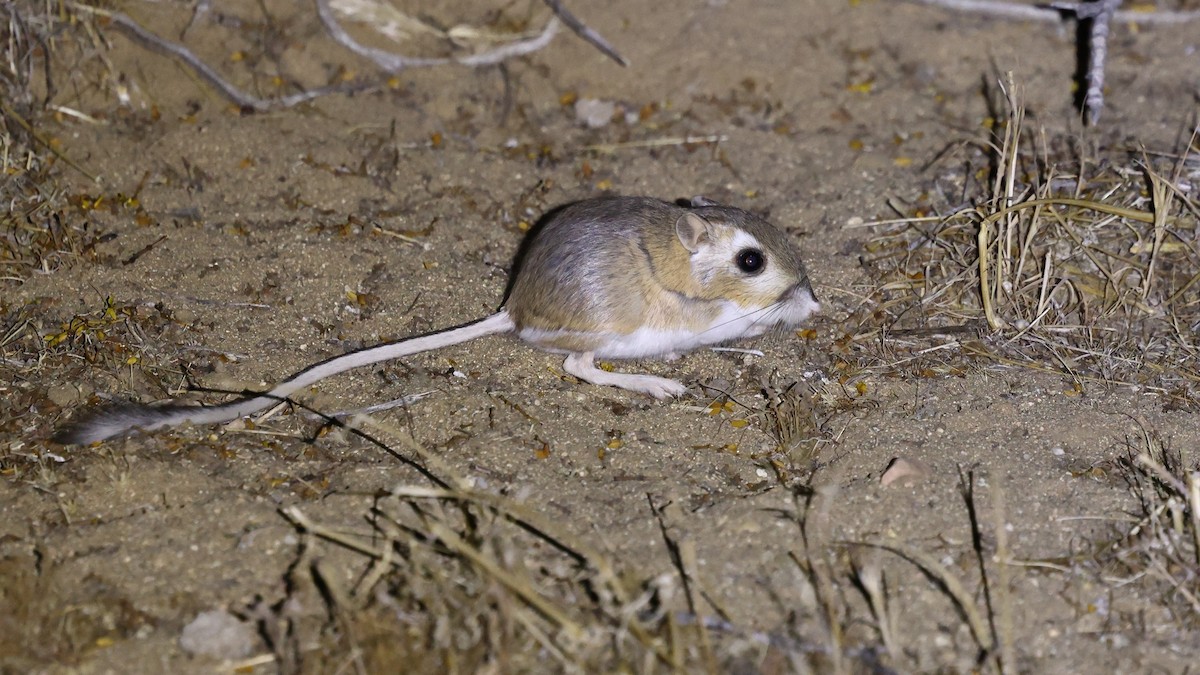 Panamint Kangaroo Rat - ML637462760
