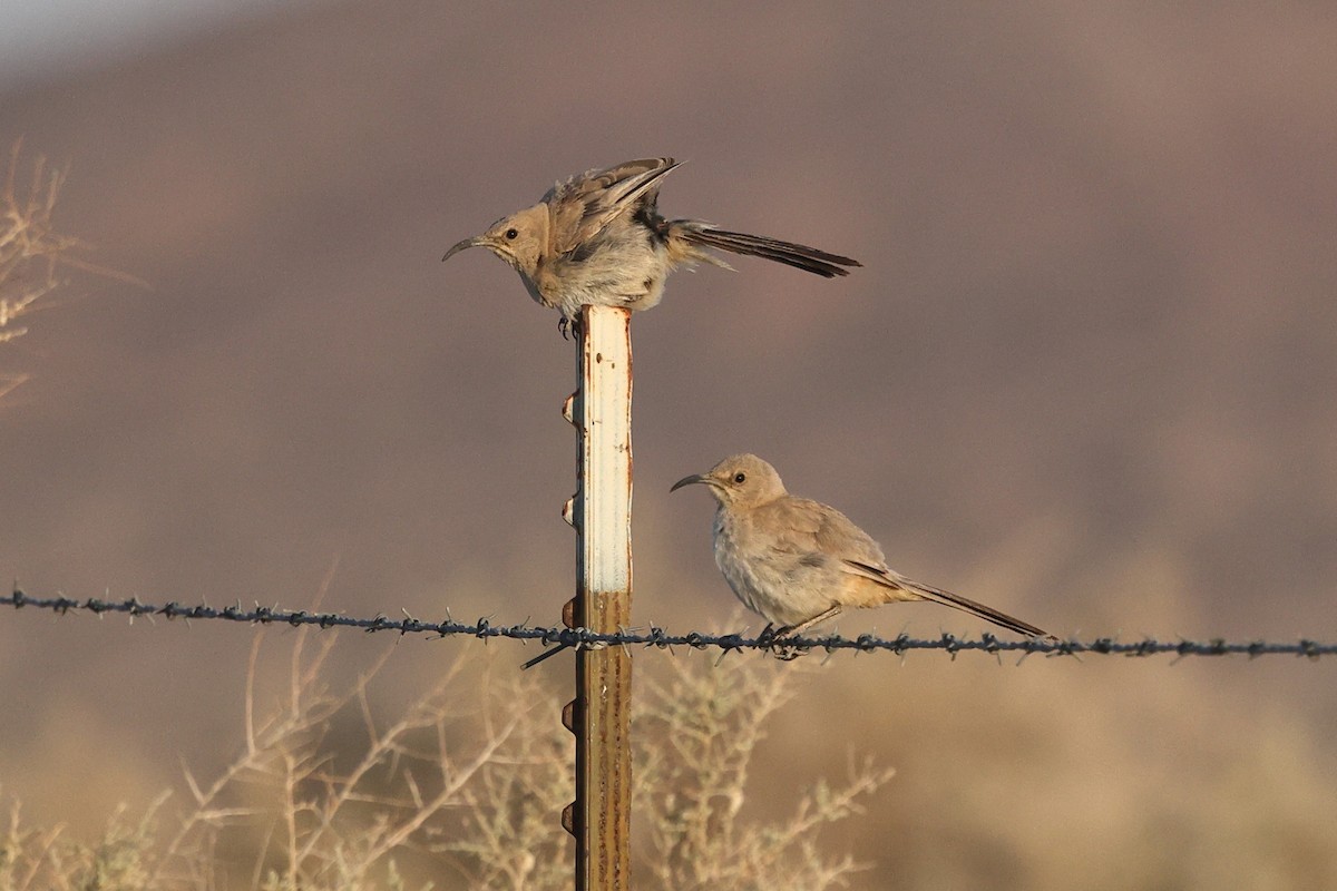LeConte's Thrasher - ML637462783