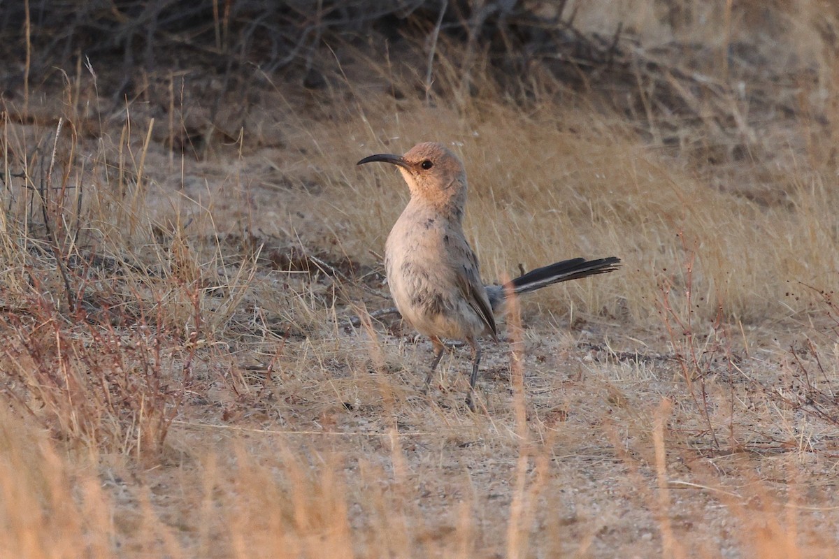 LeConte's Thrasher - ML637462791