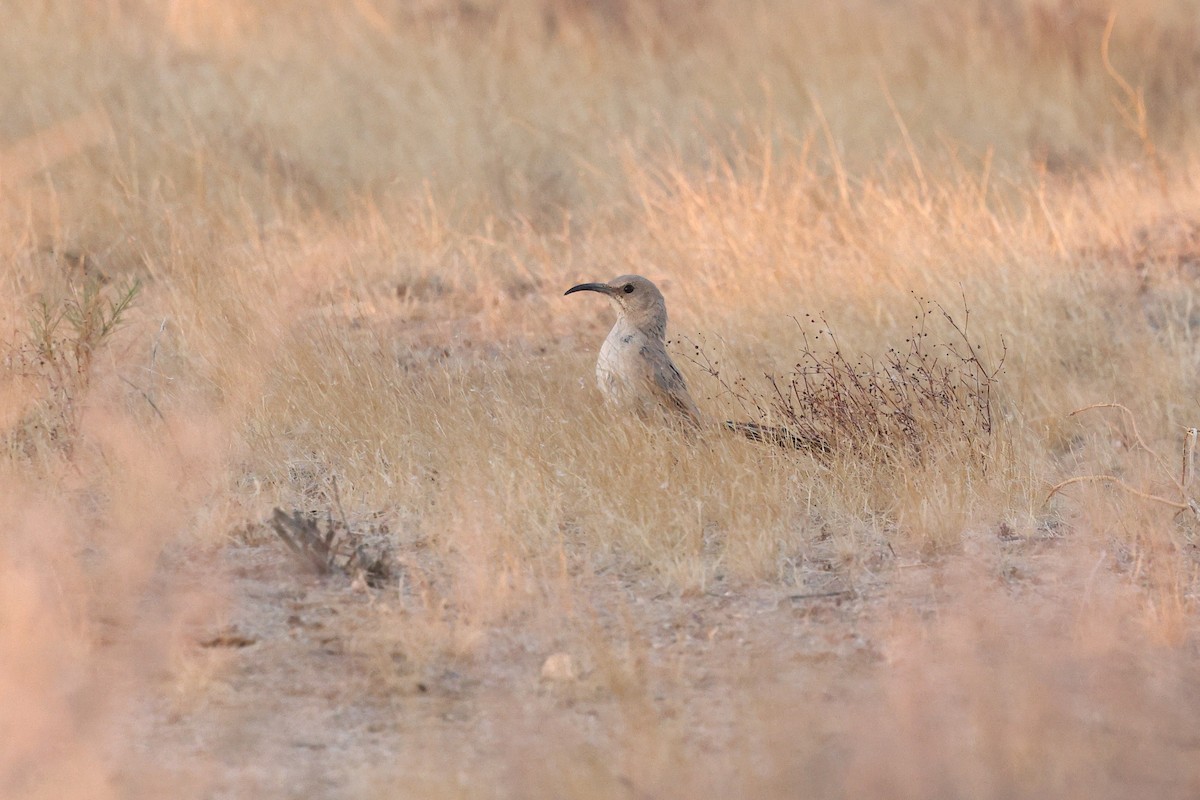 LeConte's Thrasher - ML637462792