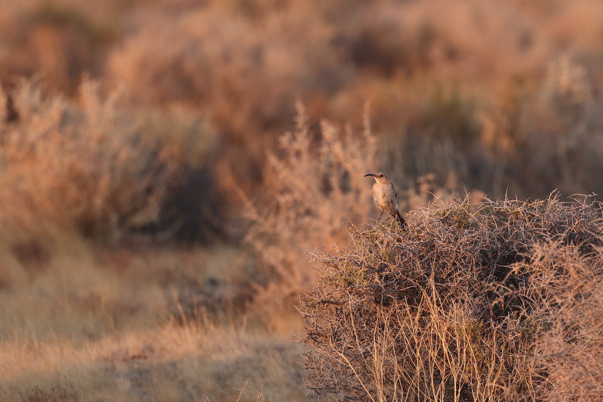 LeConte's Thrasher - ML637462795