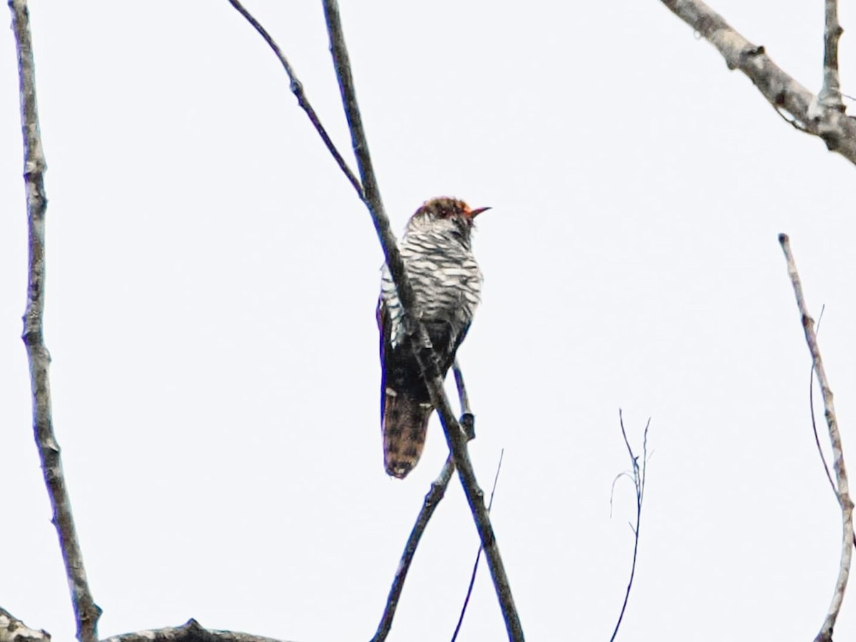 Violet Cuckoo - ML637462796