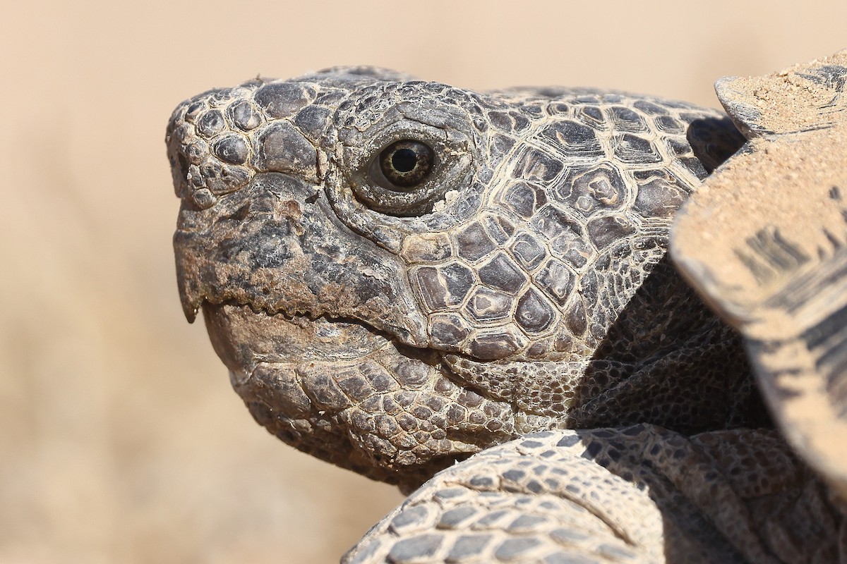 Mojave Desert Tortoise - ML637462824
