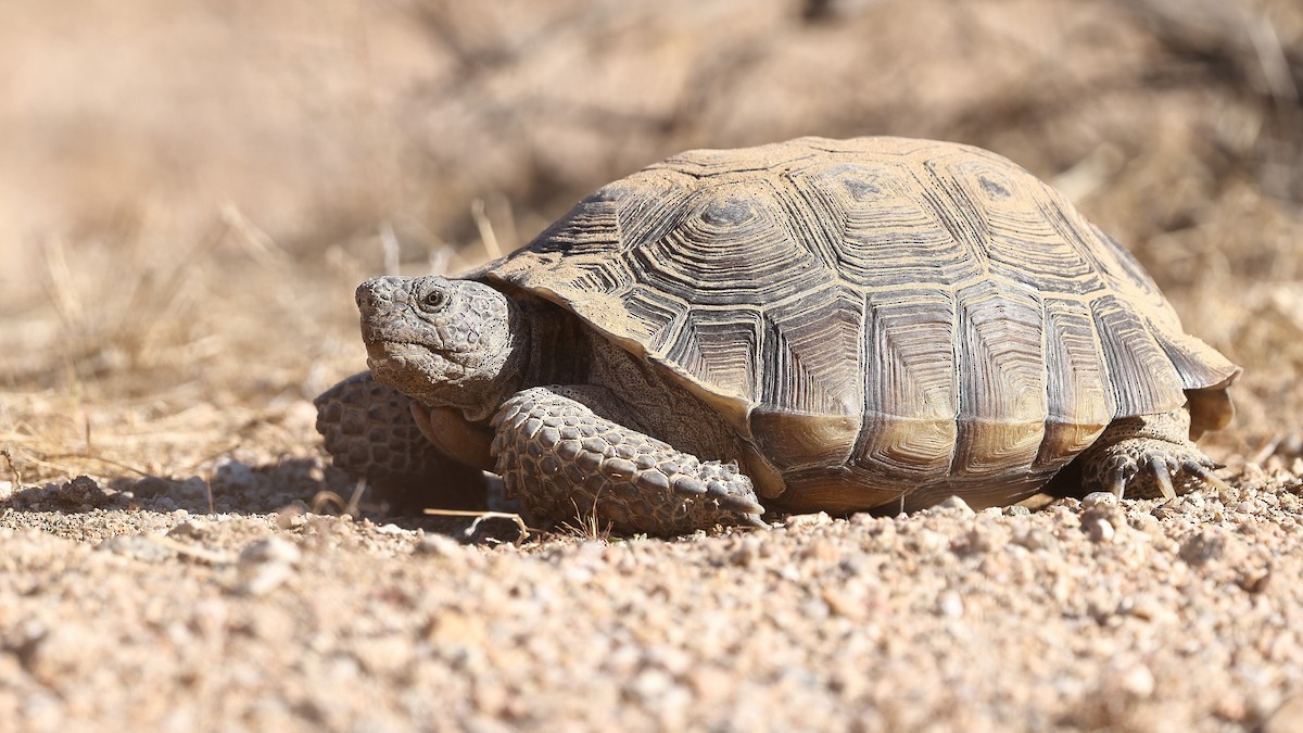 Mojave Desert Tortoise - ML637462825