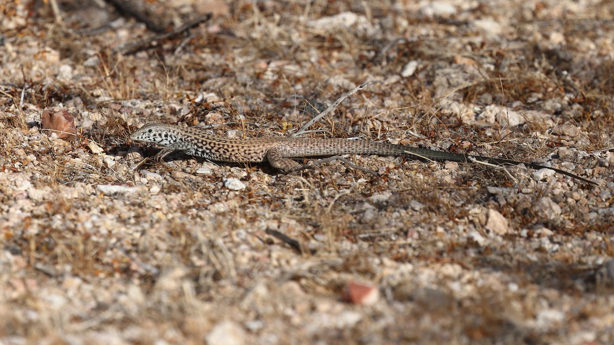 Great Basin Whiptail - ML637462830
