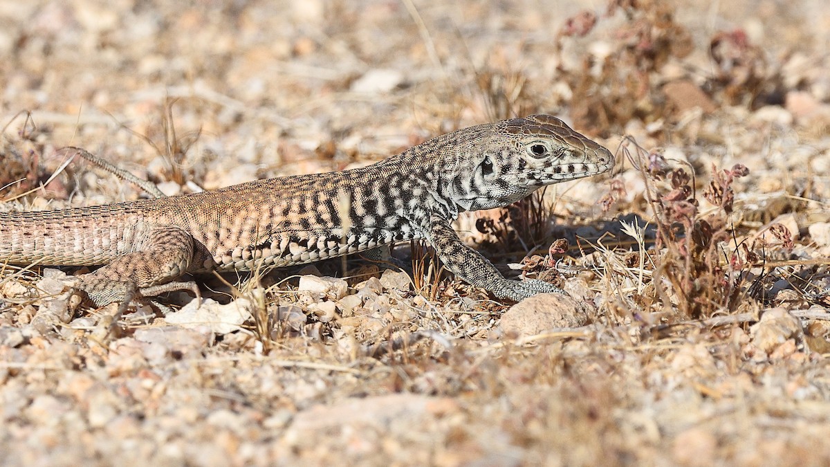 Great Basin Whiptail - ML637462839