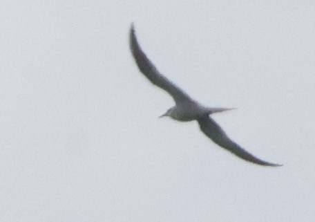 Common Tern - ML637462852