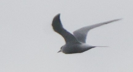 Common Tern - ML637462893