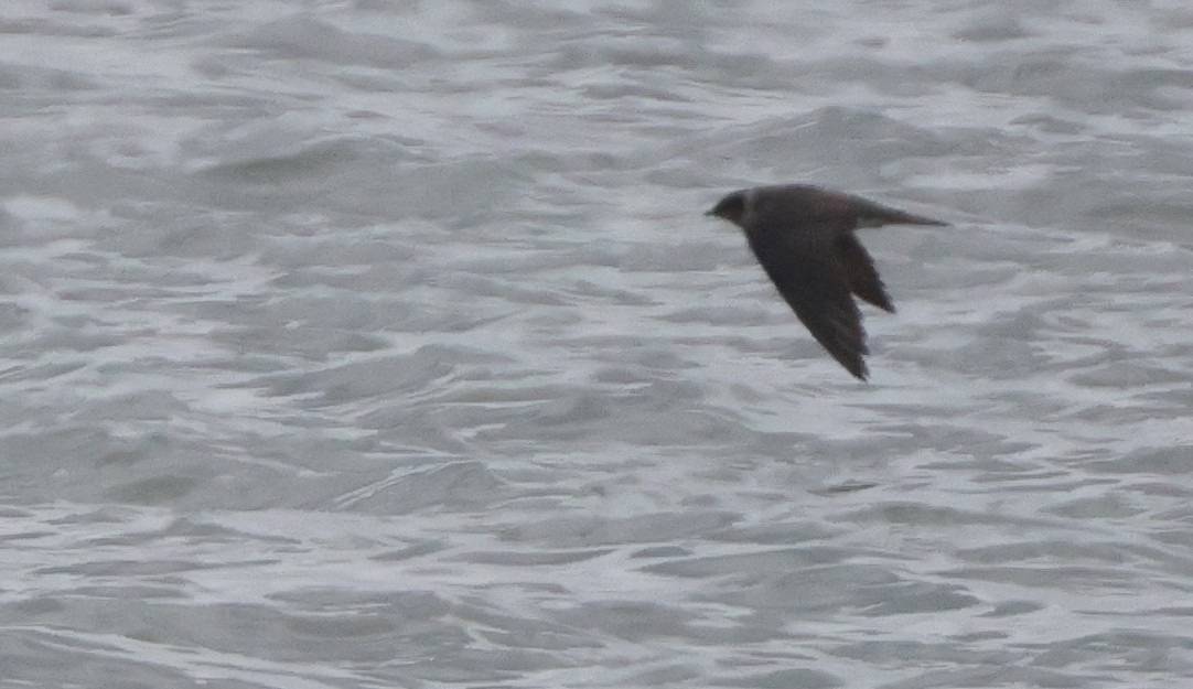 Purple Martin - ML637462935