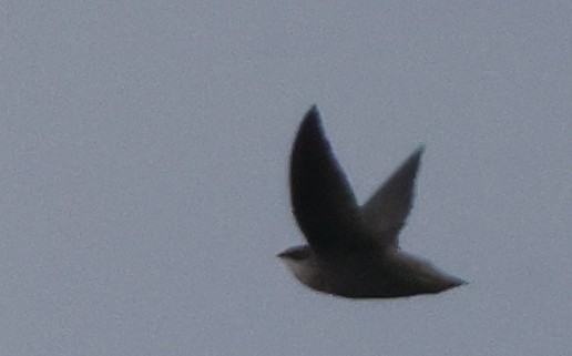 Chimney Swift - ML637462941