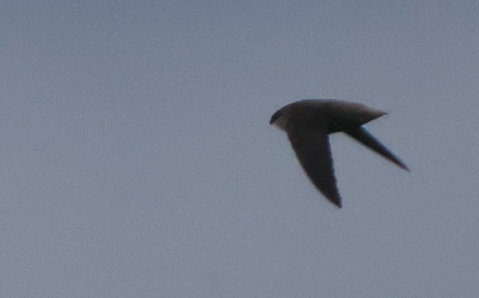 Chimney Swift - ML637462943