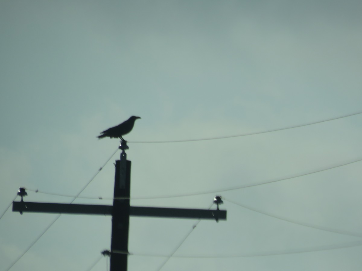 Chihuahuan Raven - ML637462957