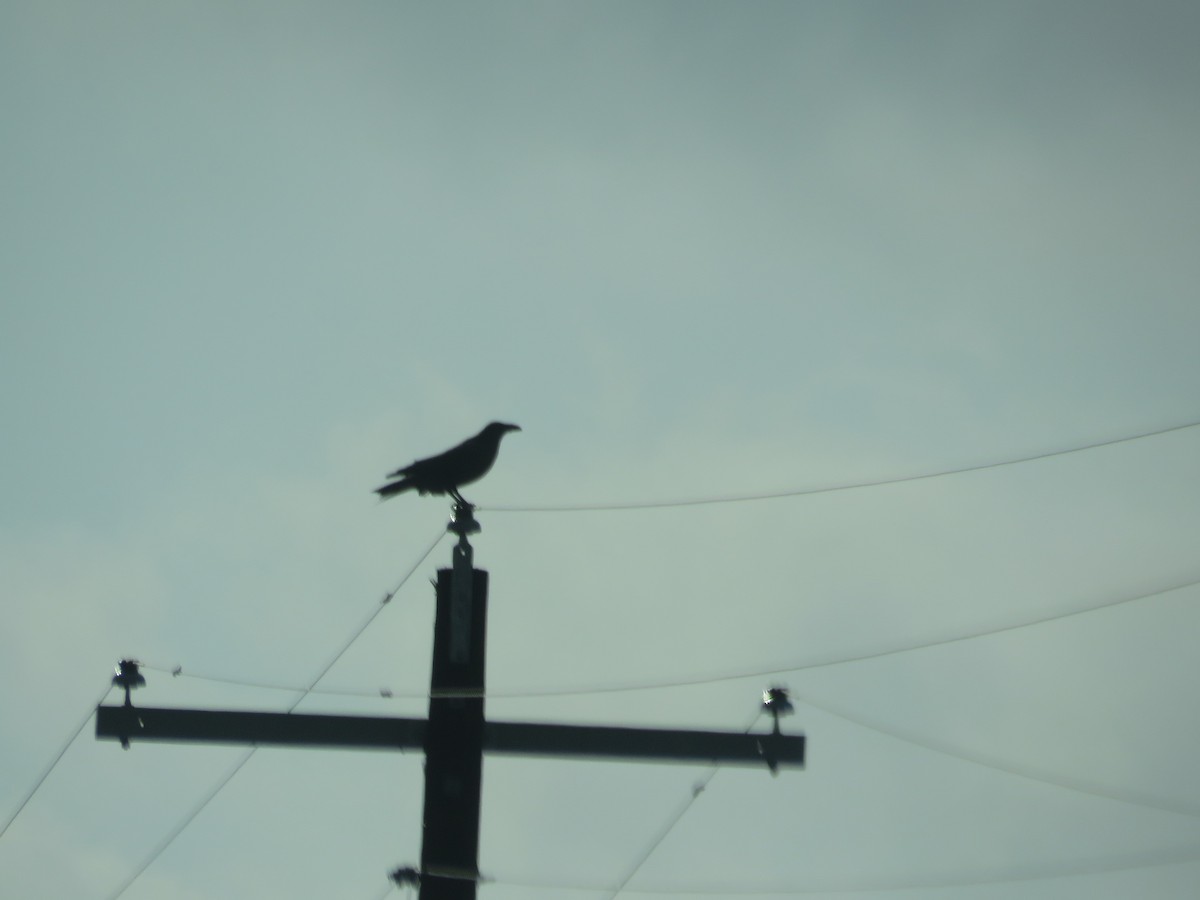 Chihuahuan Raven - ML637462962