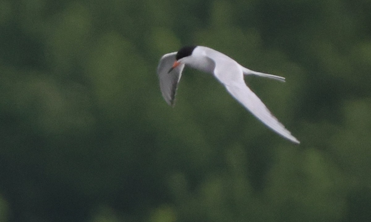 Forster's Tern - ML637462972