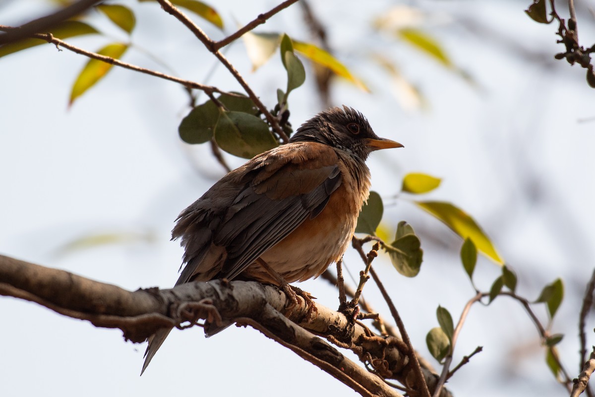 Rufous-backed Robin - ML637462988