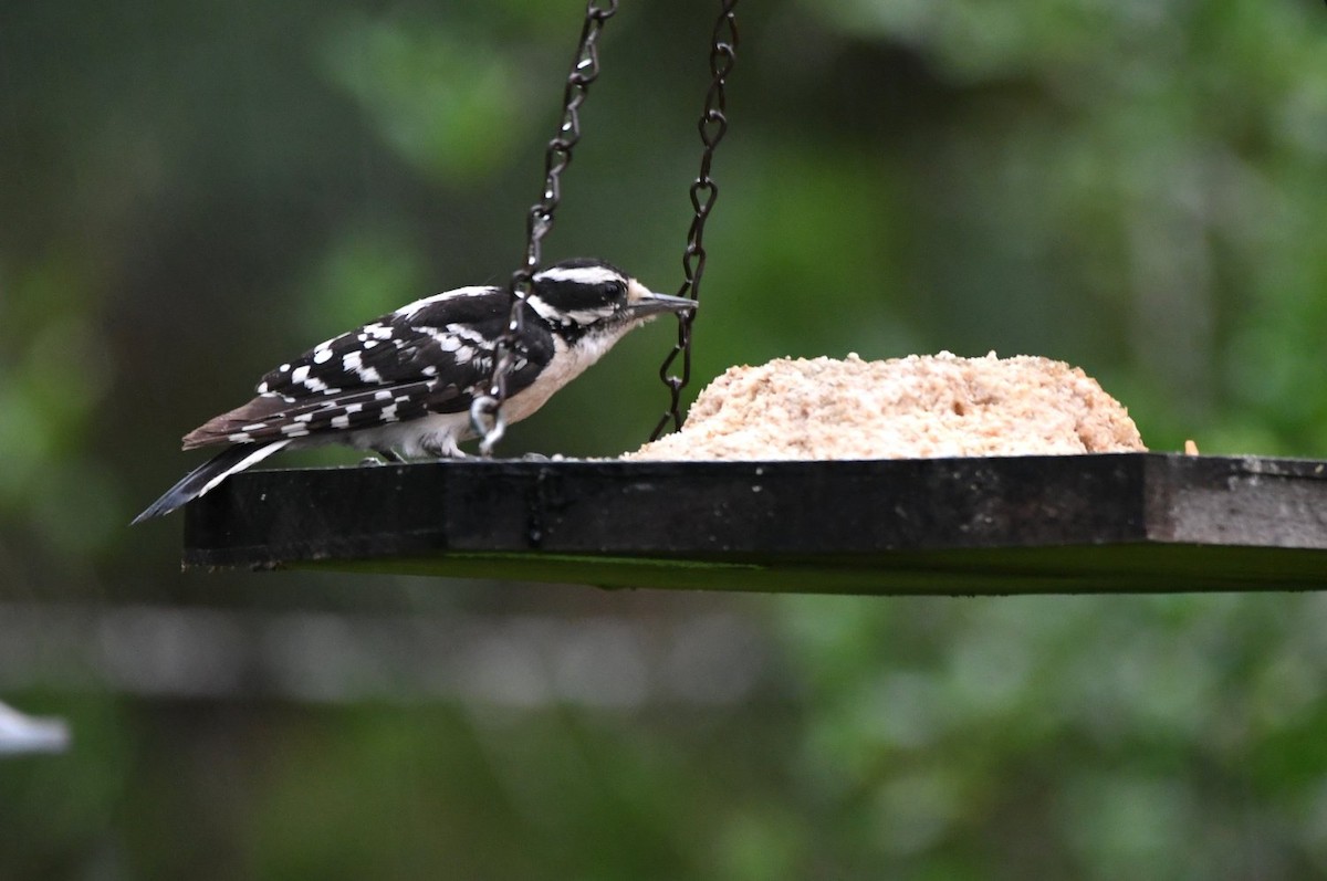 Downy Woodpecker - ML637463016
