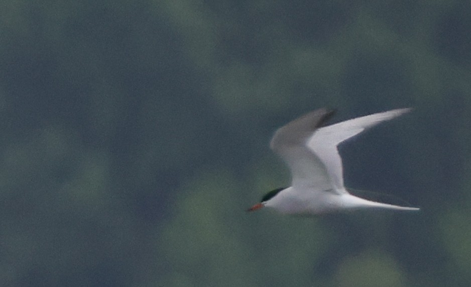 Common Tern - ML637463025