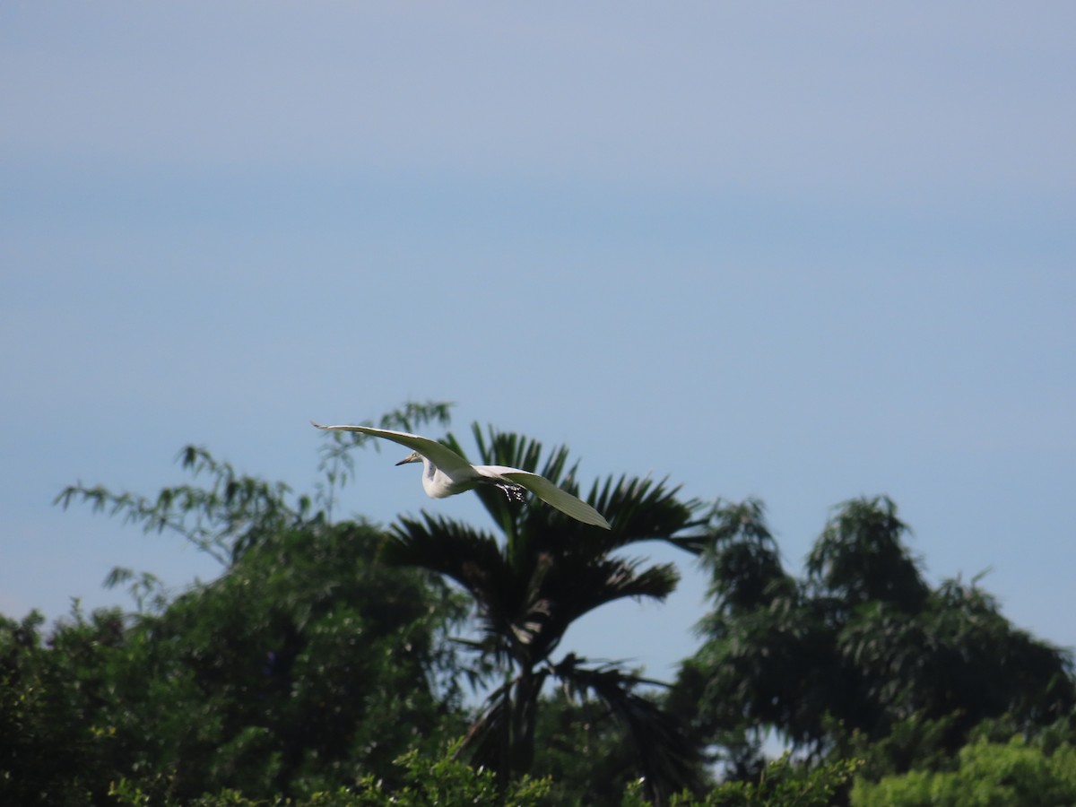 Medium Egret - ML637463036