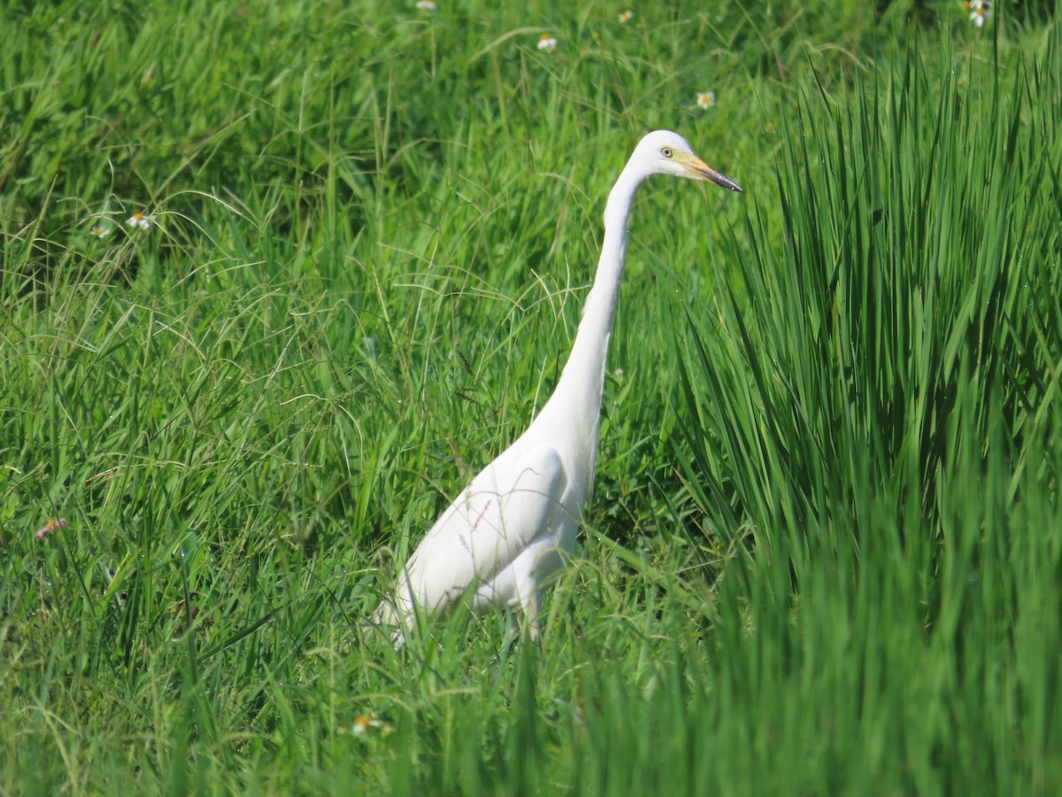Medium Egret - ML637463037