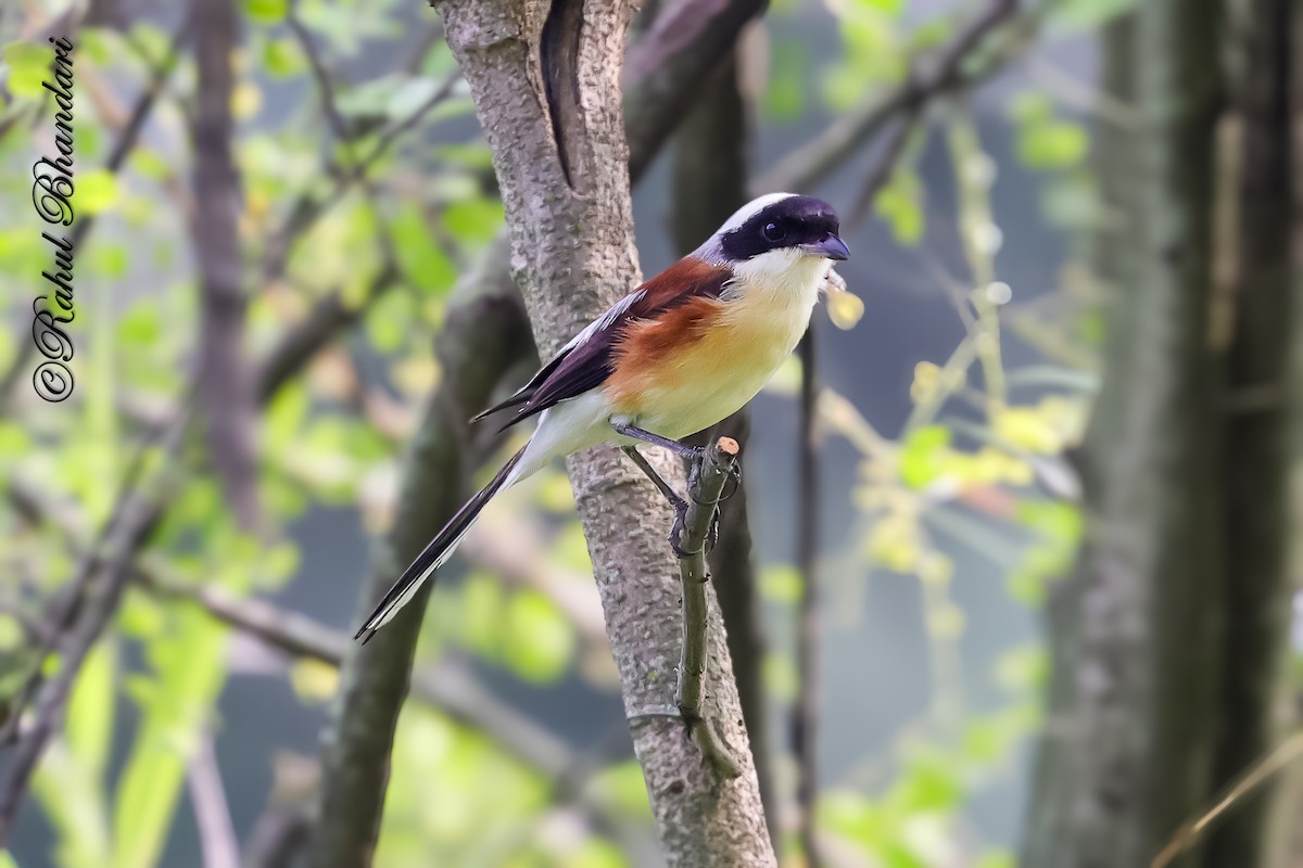 Bay-backed Shrike - ML637463071