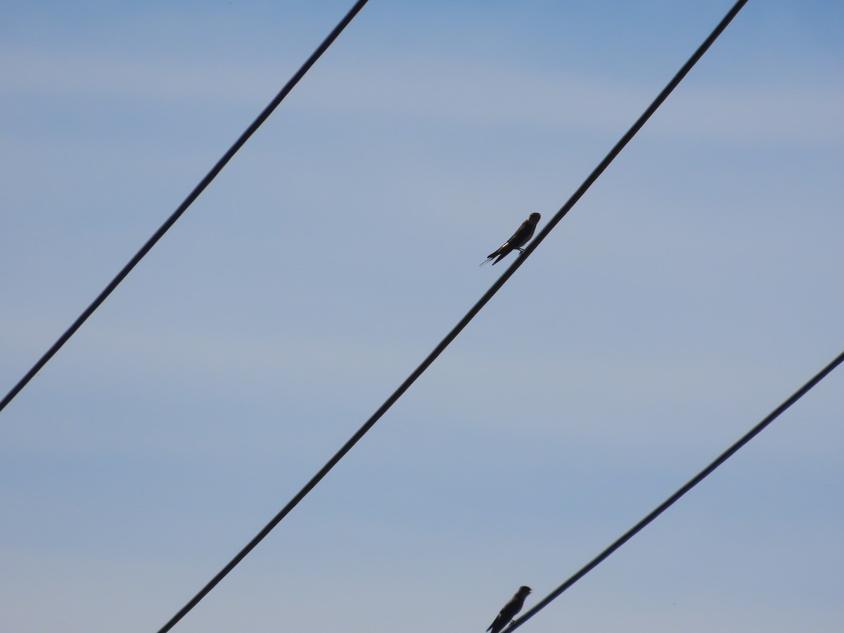 Eastern Red-rumped Swallow (Striated) - ML637463101