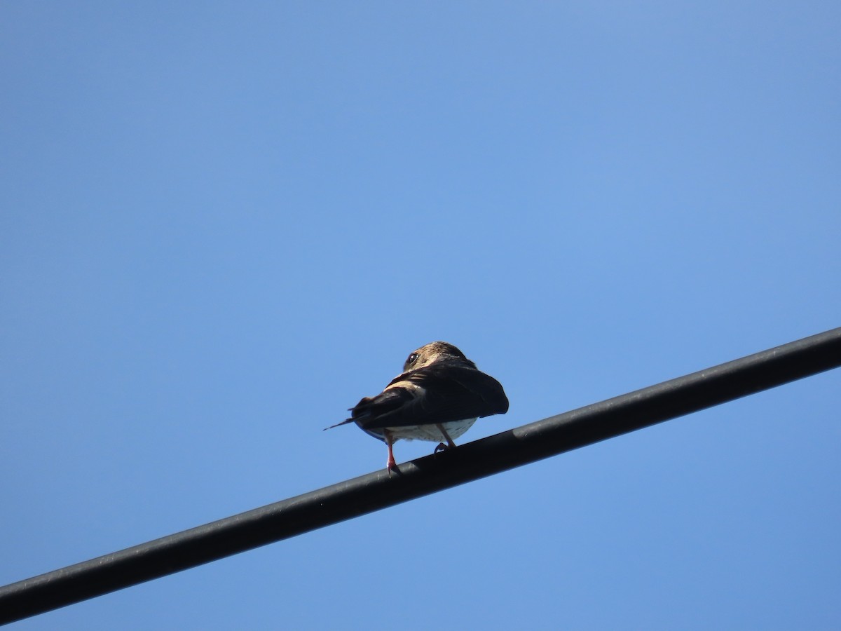 Eastern Red-rumped Swallow (Striated) - ML637463123