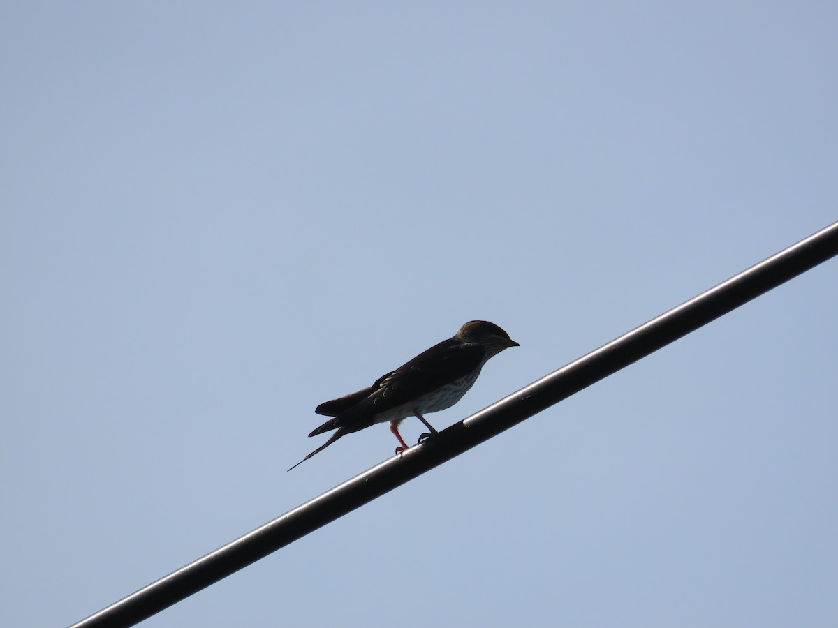Eastern Red-rumped Swallow (Striated) - ML637463126