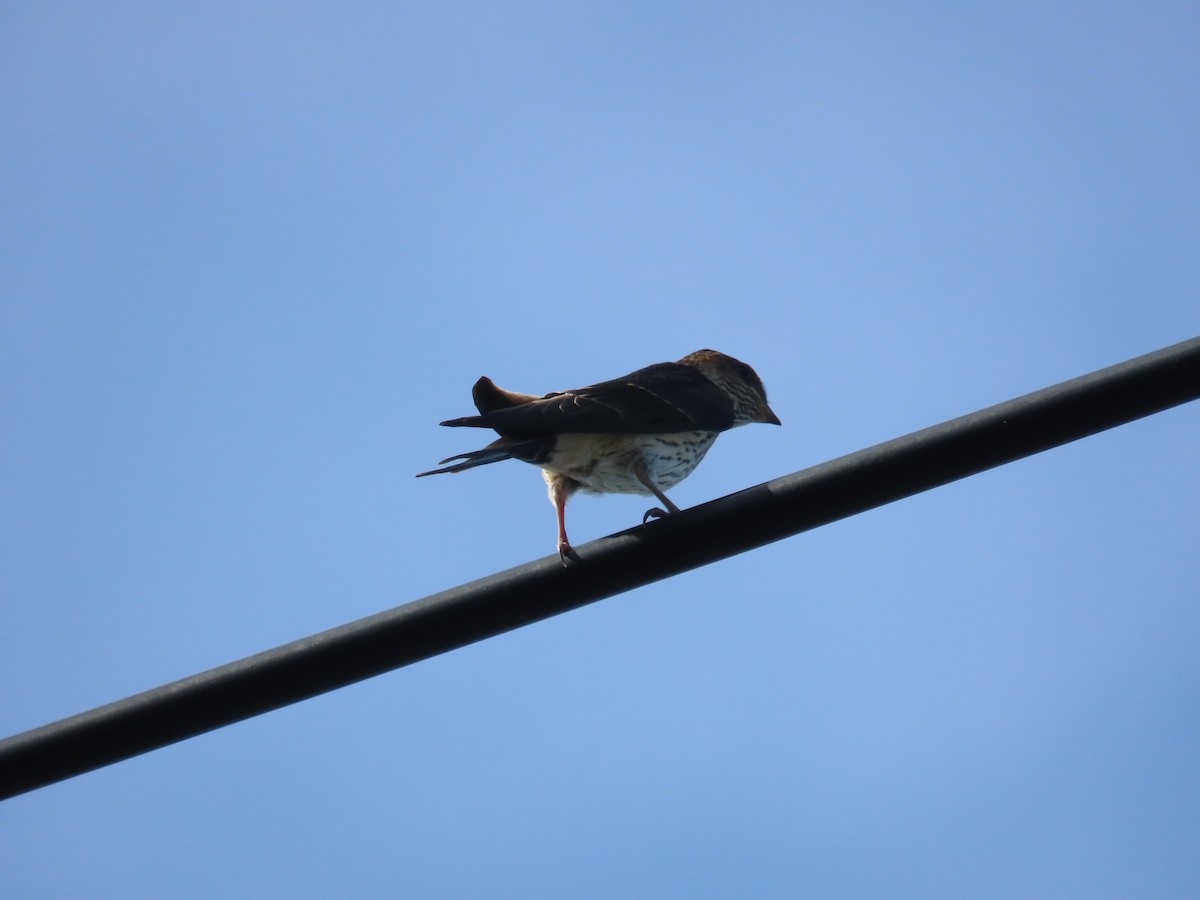 Eastern Red-rumped Swallow (Striated) - ML637463127