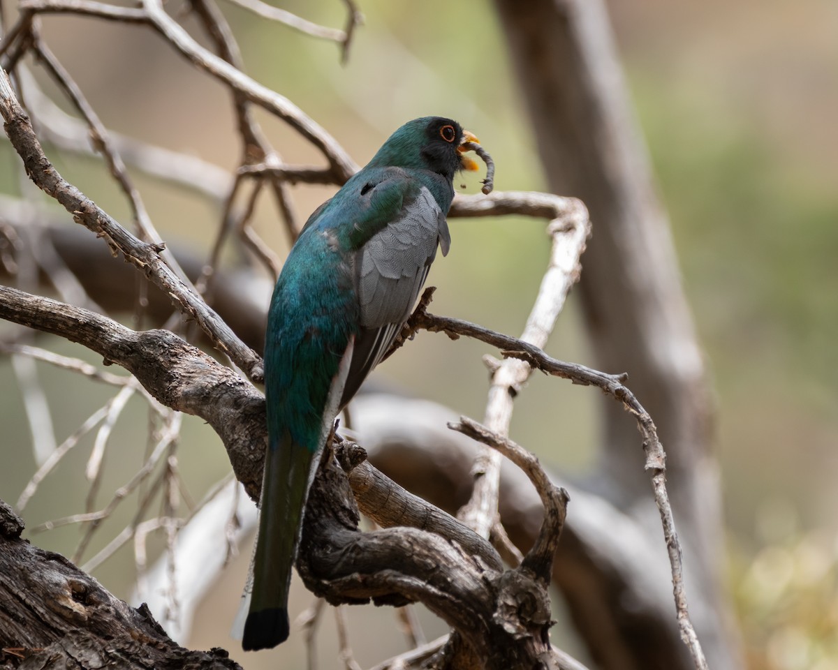 Elegant Trogon - ML637463138