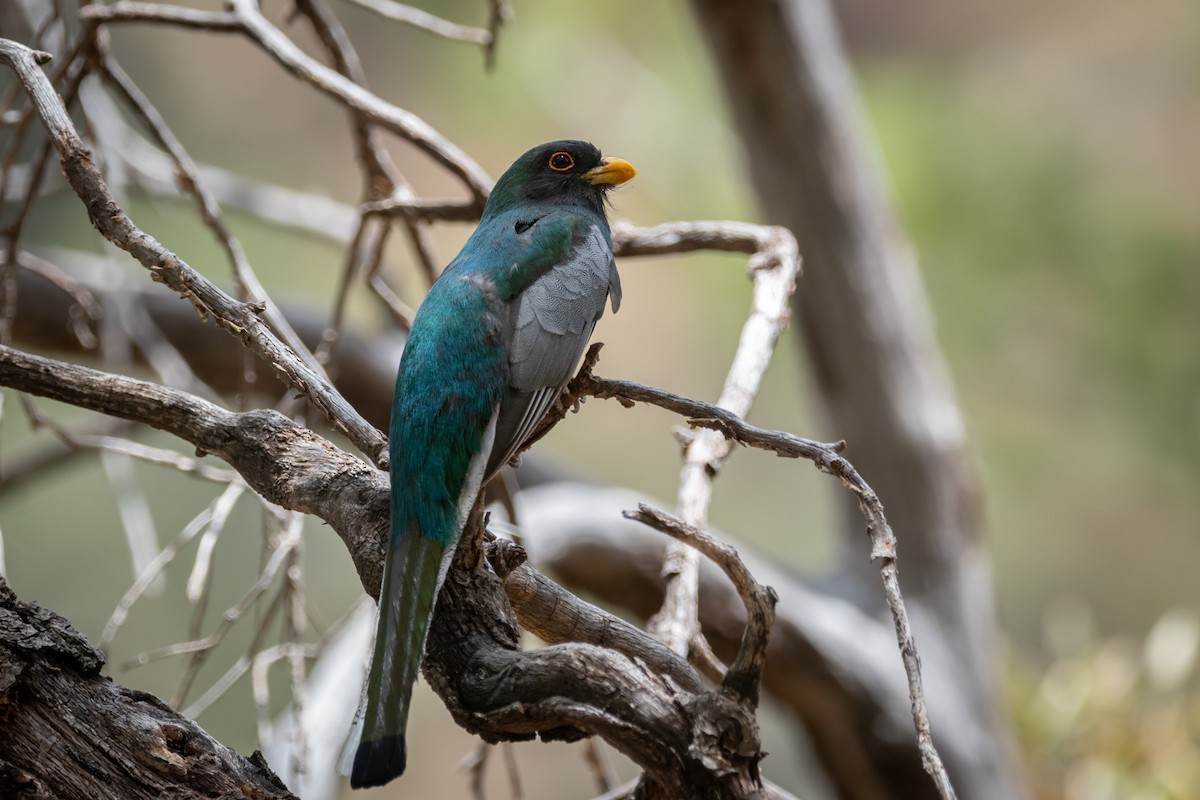 Elegant Trogon - ML637463139