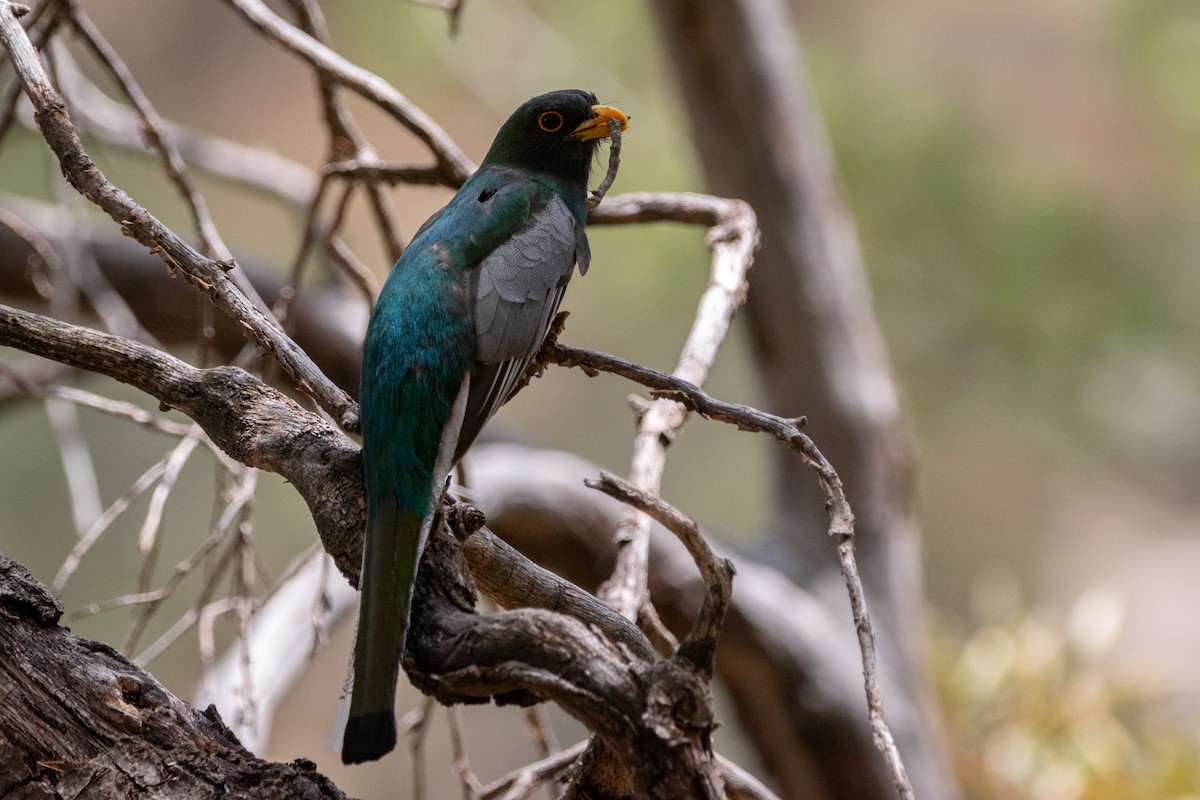 Elegant Trogon - ML637463141