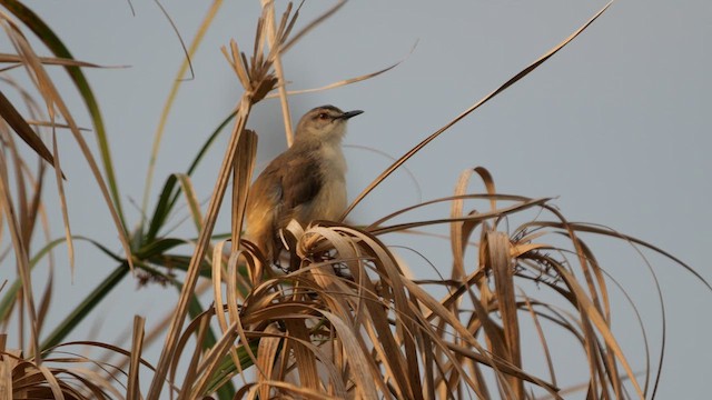 Tawny-flanked Prinia - ML637463165