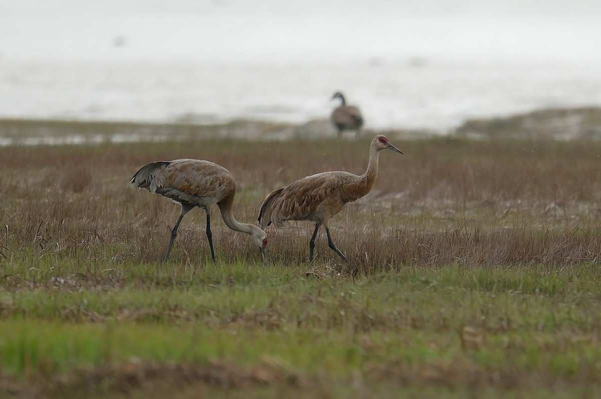 Sandhill Crane - ML637463214