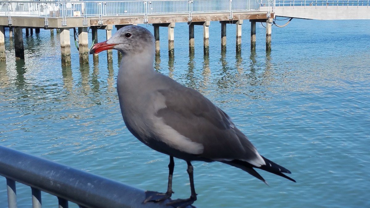 Heermann's Gull - ML637463257