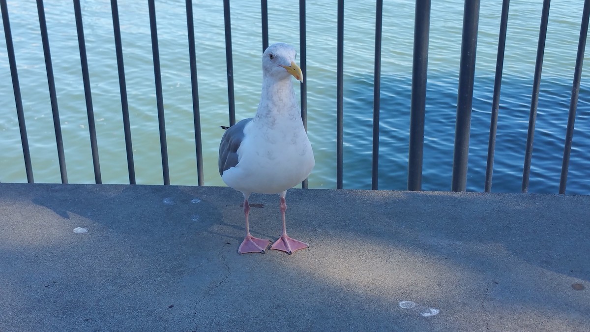 Heermann's Gull - ML637463258