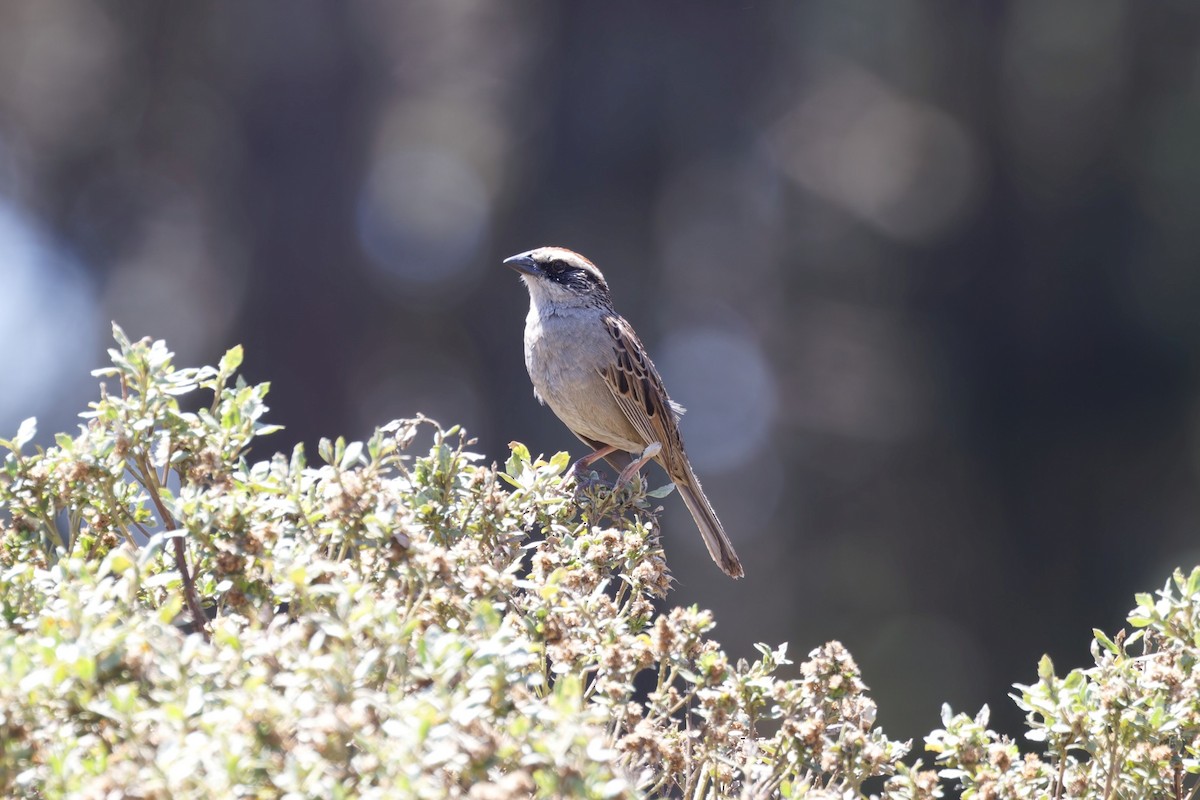 Striped Sparrow - ML637463321