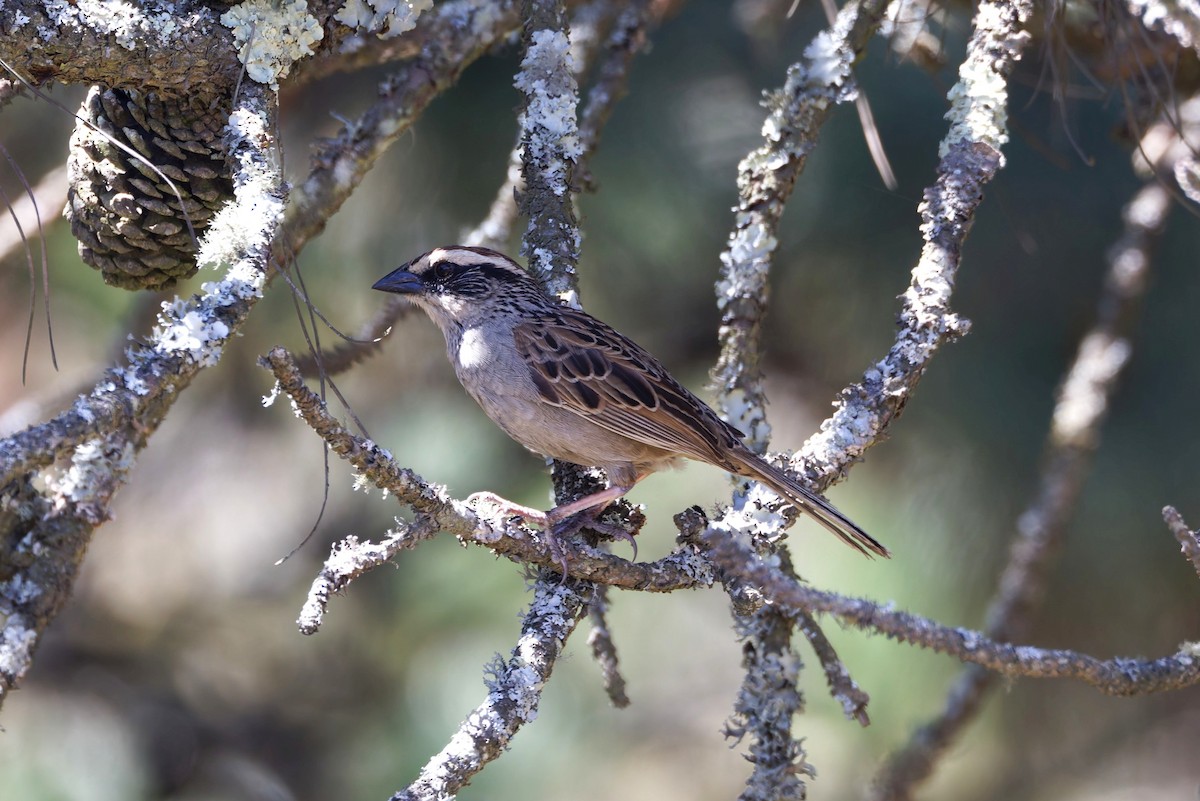 Striped Sparrow - ML637463324