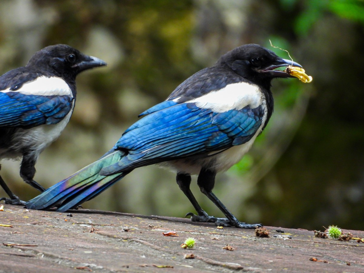 Eurasian Magpie - ML637463384