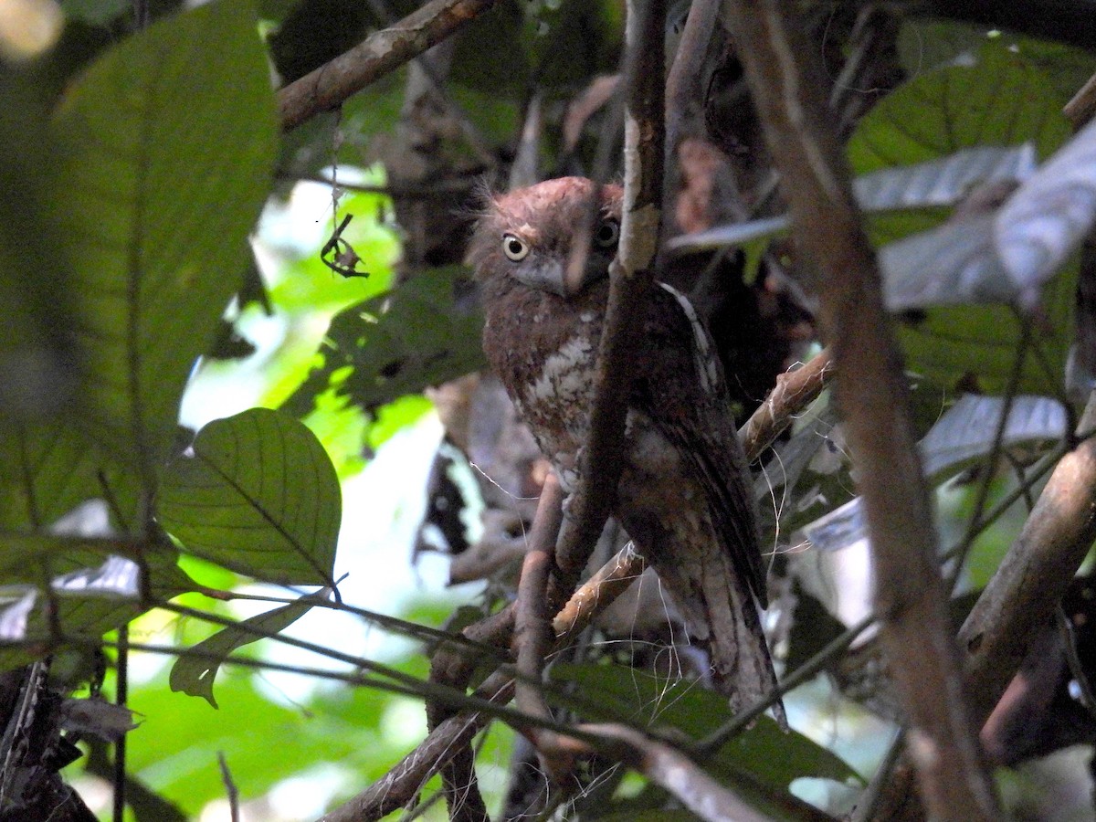 Blyth's Frogmouth - ML637463440