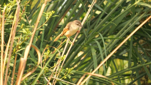 Tawny-flanked Prinia - ML637463458