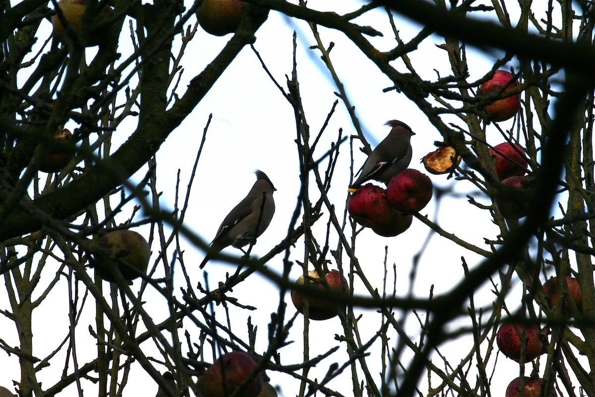 Bohemian Waxwing - ML637463526
