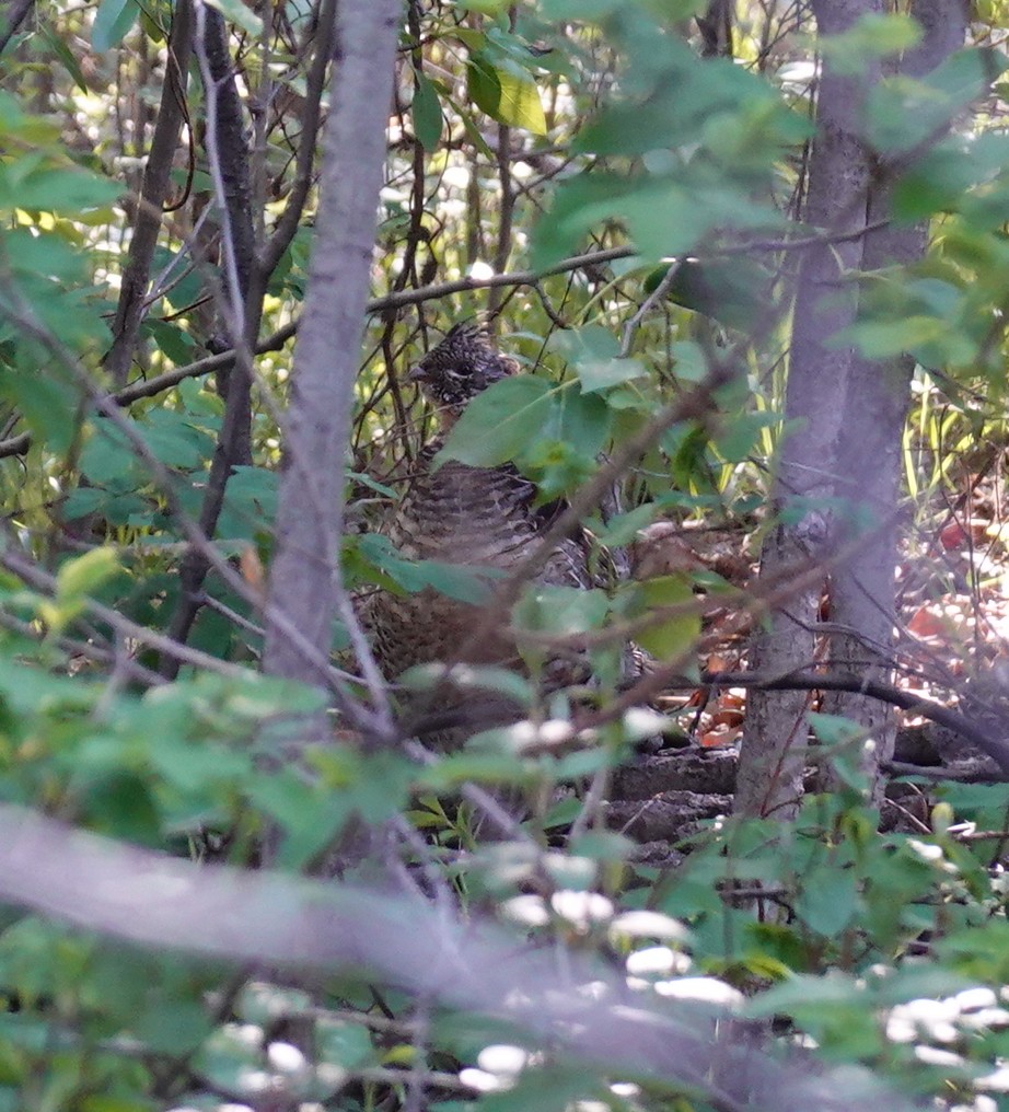 Ruffed Grouse - ML637463550